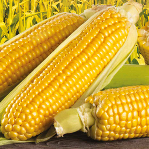 Maize