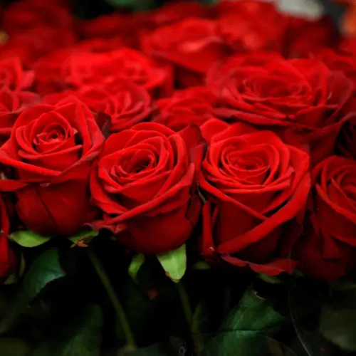 Roses (Red)